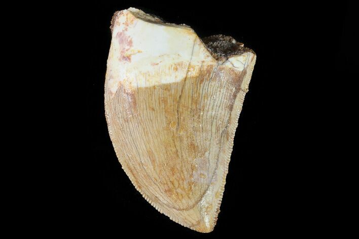 Serrated, Juvenile Carcharodontosaurus Tooth #80676